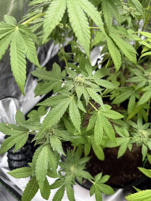 Tropic Gem Texas Green House Grow. Week 10