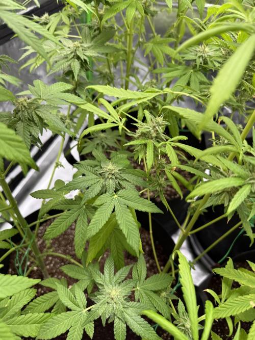 Tropic Gem Texas Green House Grow. Week 10