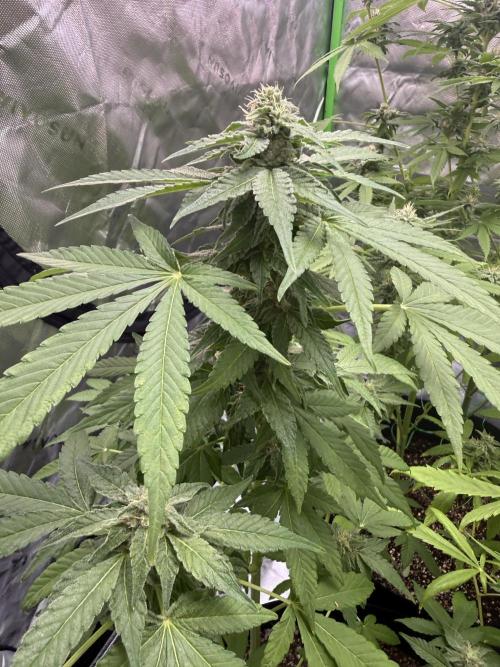 Tropic Gem Texas Green House Grow. Week 10