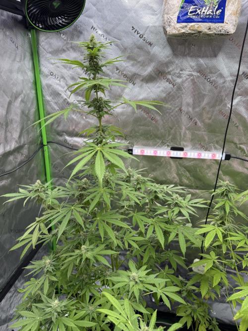 Tropic Gem Texas Green House Grow. Week 10