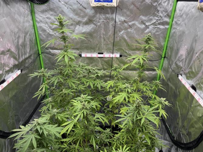 Tropic Gem Texas Green House Grow. Week 10