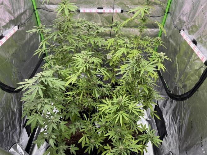 Tropic Gem Texas Green House Grow. Week 10