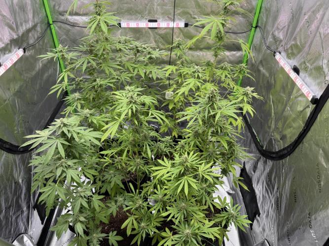 Tropic Gem Texas Green House Grow. Week 10
