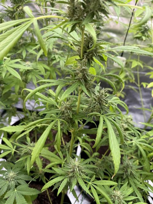 Tropic Gem Texas Green House Grow. Week 10
