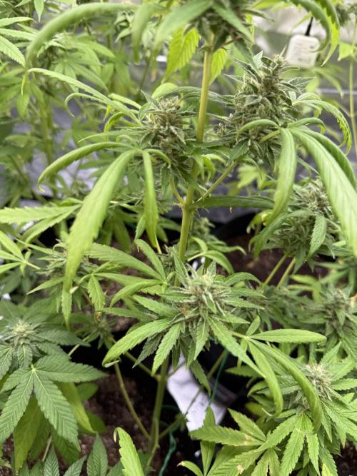 Tropic Gem Texas Green House Grow. Week 10