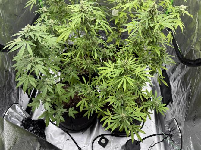 Tropic Gem Texas Green House Grow. Week 10