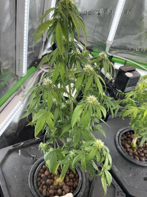Granddaddy and Northern Enhance CO2 DWC. Week 5