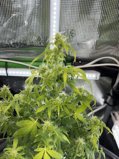 Granddaddy and Northern Enhance CO2 DWC. Week 5