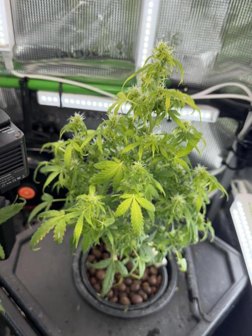 Granddaddy and Northern Enhance CO2 DWC. Week 5