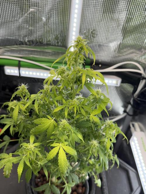 Granddaddy and Northern Enhance CO2 DWC. Week 5
