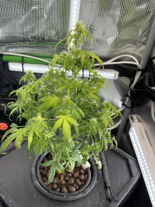 Granddaddy and Northern Enhance CO2 DWC. Week 5