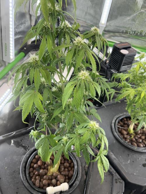 Granddaddy and Northern Enhance CO2 DWC. Week 5