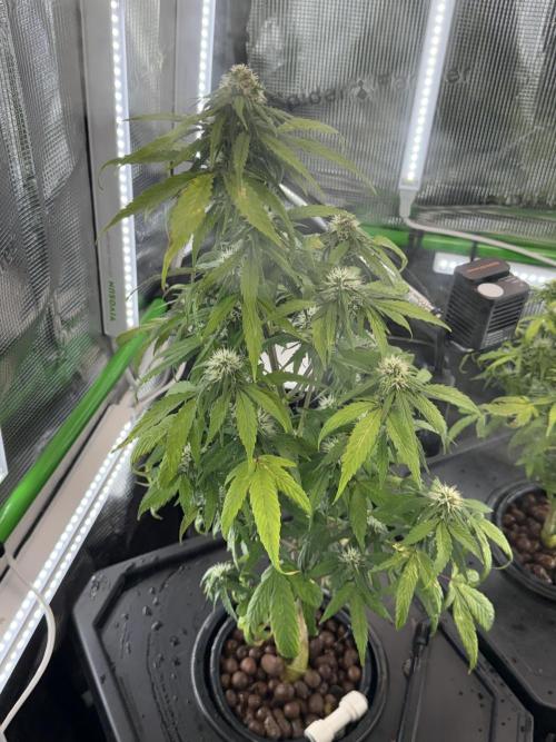 Granddaddy and Northern Enhance CO2 DWC. Week 5