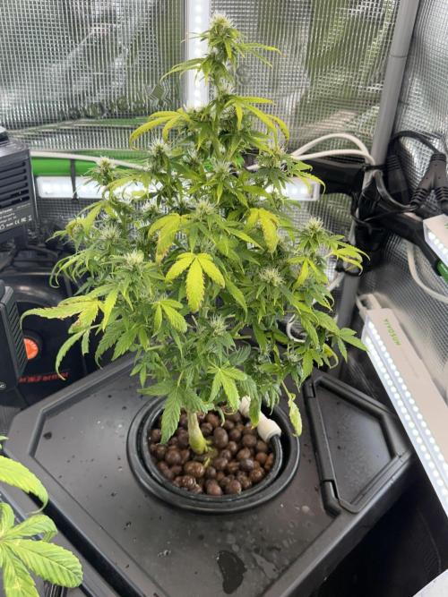 Granddaddy and Northern Enhance CO2 DWC. Week 5