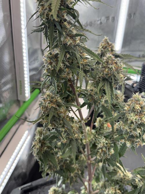 Granddaddy and Northern Enhance CO2 DWC. Week 12