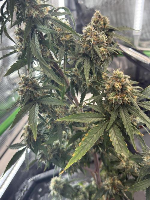 Granddaddy and Northern Enhance CO2 DWC. Week 12