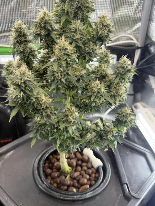 Granddaddy and Northern Enhance CO2 DWC. Week 12