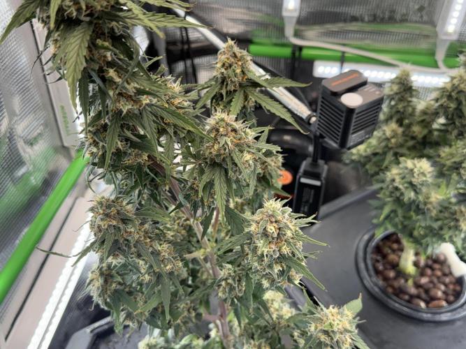 Granddaddy and Northern Enhance CO2 DWC. Week 12