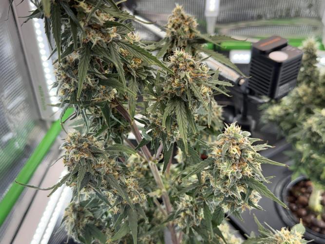 Granddaddy and Northern Enhance CO2 DWC. Week 12