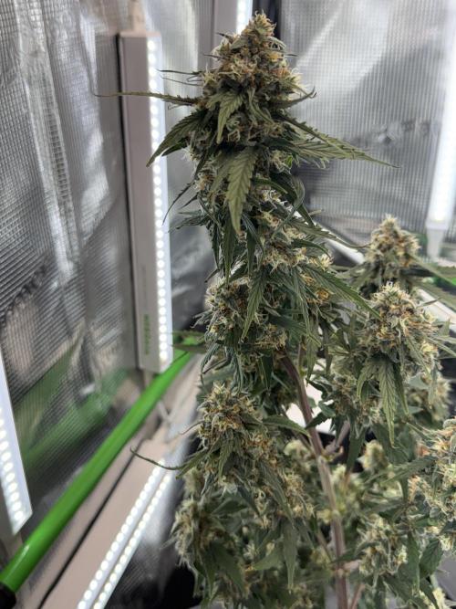Granddaddy and Northern Enhance CO2 DWC. Week 12