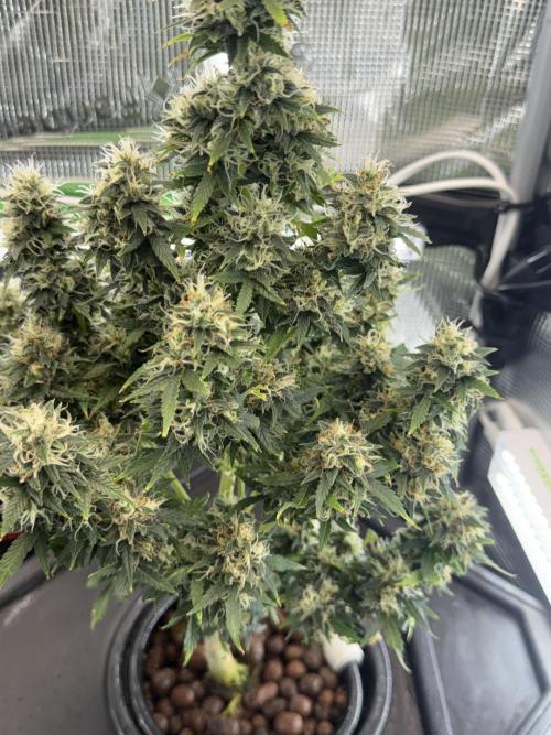 Granddaddy and Northern Enhance CO2 DWC. Week 12