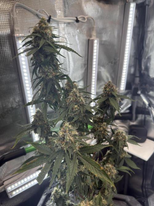 Granddaddy and Northern Enhance CO2 DWC. Week 12