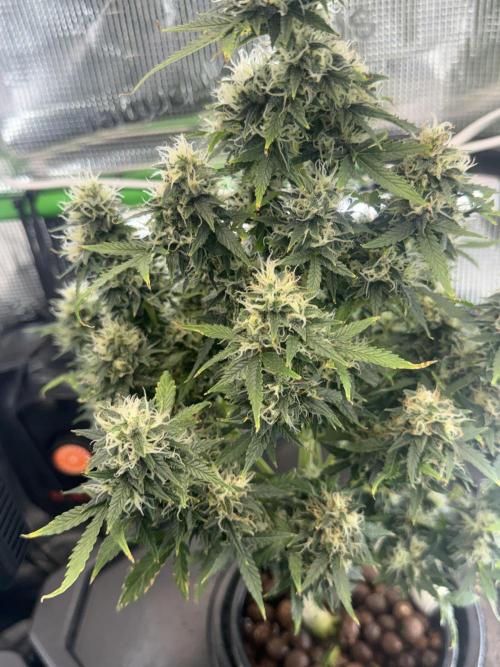 Granddaddy and Northern Enhance CO2 DWC. Week 12