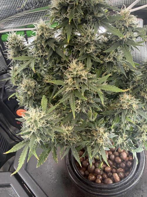 Granddaddy and Northern Enhance CO2 DWC. Week 12
