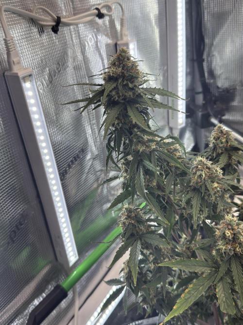Granddaddy and Northern Enhance CO2 DWC. Week 12