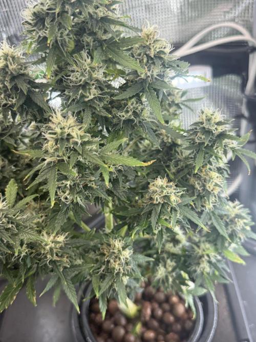Granddaddy and Northern Enhance CO2 DWC. Week 12