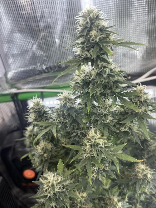 Granddaddy and Northern Enhance CO2 DWC. Week 12