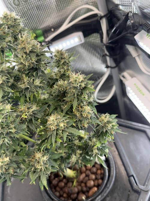Granddaddy and Northern Enhance CO2 DWC. Week 12