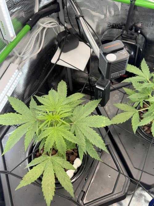 Granddaddy and Northern Enhance CO2 DWC. Week 2