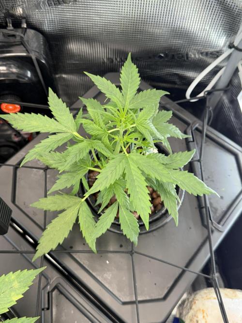 Granddaddy and Northern Enhance CO2 DWC. Week 2