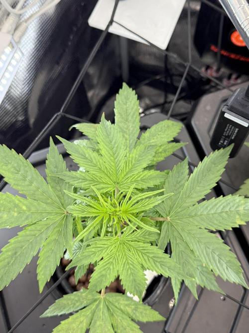 Granddaddy and Northern Enhance CO2 DWC. Week 2