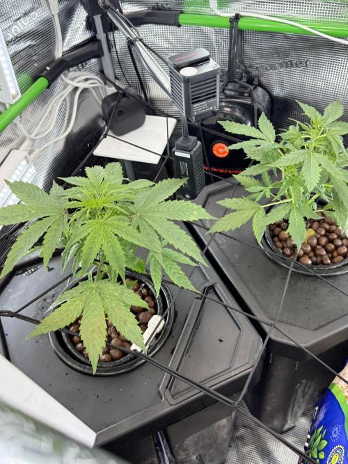 Granddaddy and Northern Enhance CO2 DWC. Week 2