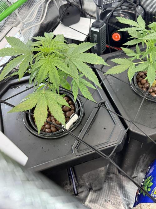 Granddaddy and Northern Enhance CO2 DWC. Week 2