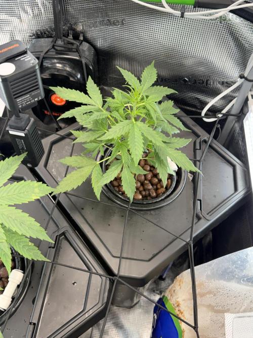 Granddaddy and Northern Enhance CO2 DWC. Week 2