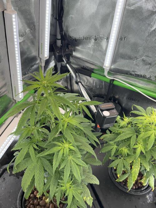 Granddaddy and Northern Enhance CO2 DWC. Week 3