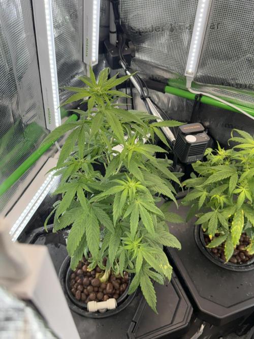 Granddaddy and Northern Enhance CO2 DWC. Week 3