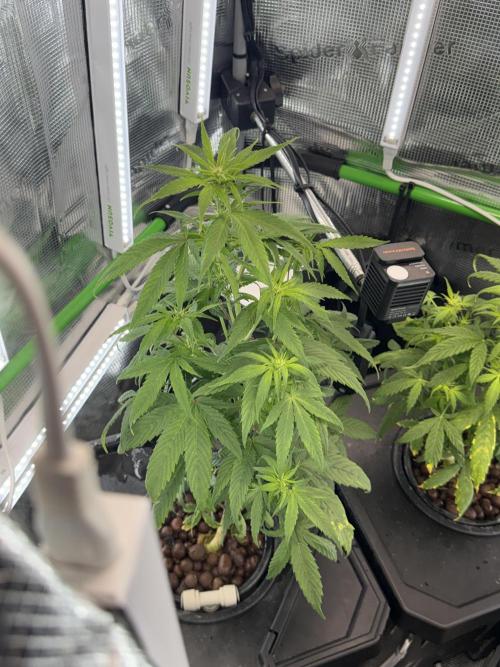 Granddaddy and Northern Enhance CO2 DWC. Week 3