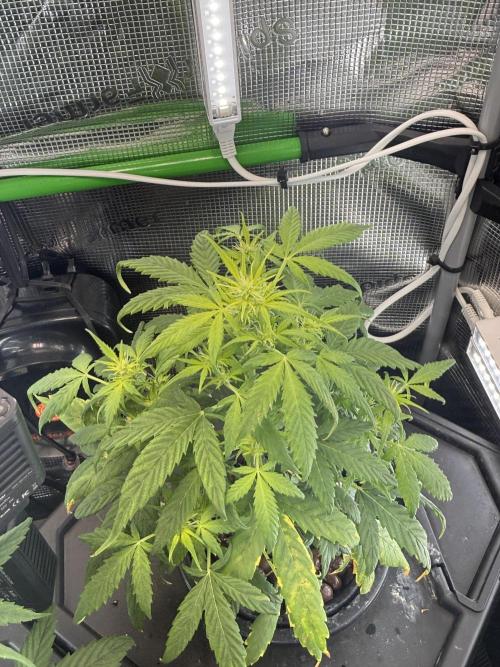 Granddaddy and Northern Enhance CO2 DWC. Week 3