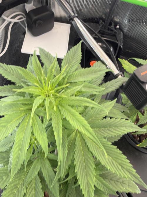 Granddaddy and Northern Enhance CO2 DWC. Week 3