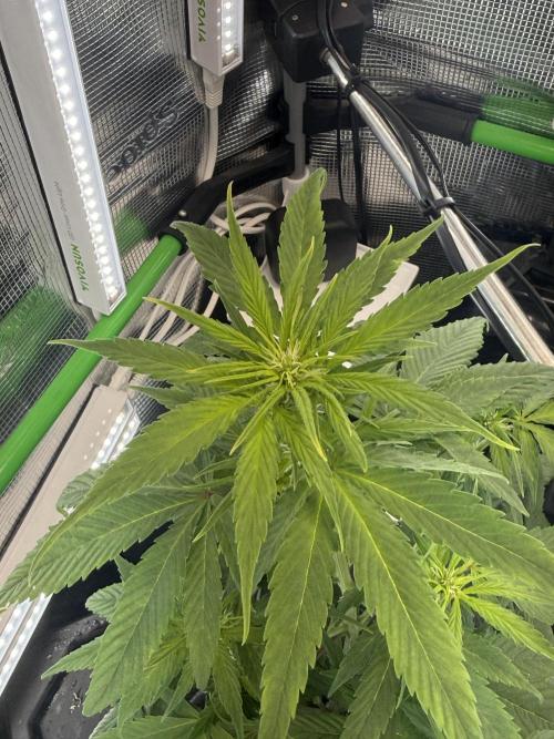 Granddaddy and Northern Enhance CO2 DWC. Week 3