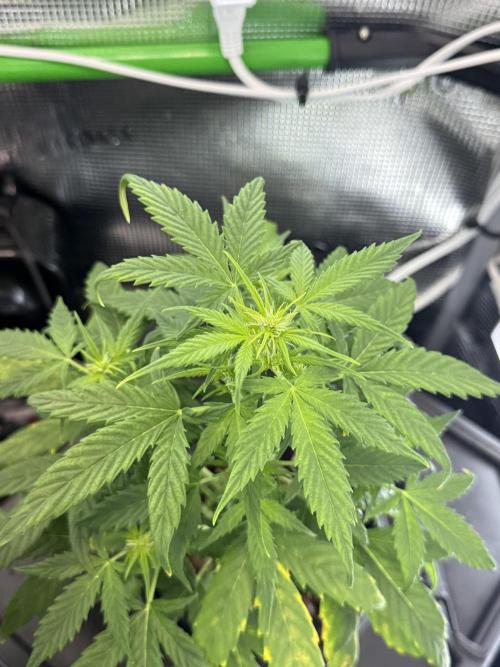 Granddaddy and Northern Enhance CO2 DWC. Week 3