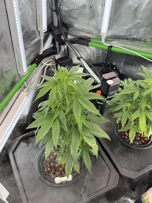 Granddaddy and Northern Enhance CO2 DWC. Week 3