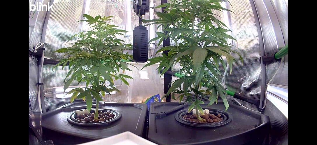Granddaddy and Northern Enhance CO2 DWC. Week 3