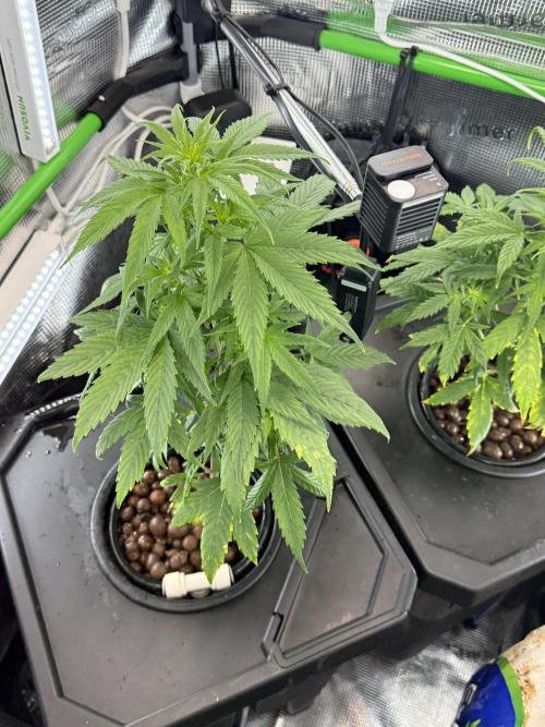 Granddaddy and Northern Enhance CO2 DWC. Week 3