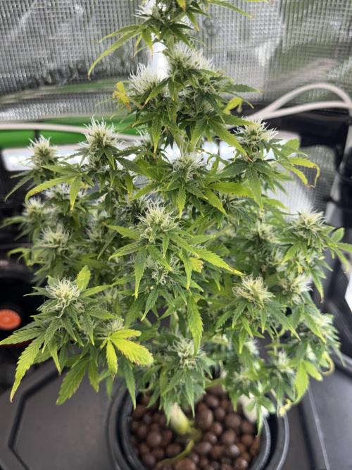 Granddaddy and Northern Enhance CO2 DWC. Week 8
