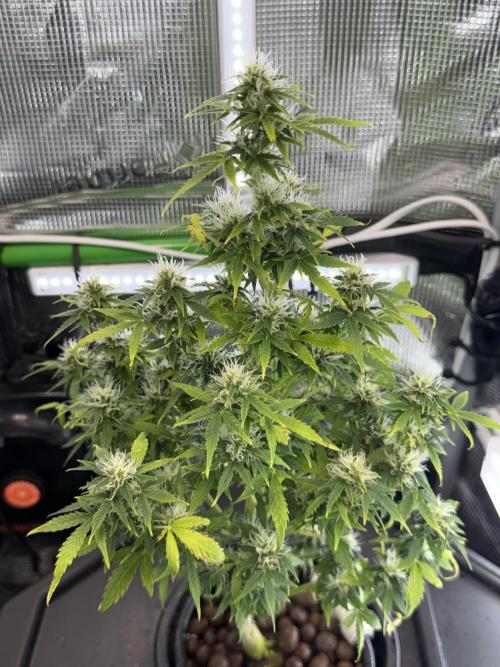 Granddaddy and Northern Enhance CO2 DWC. Week 8